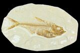Fossil Fish (Diplomystus) - Green River Formation #126231-1